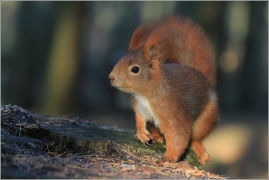 <p>VEVERKA OBECNÁ (Sciurus vulgaris) /Red squirrel - Eichhörnchen/</p>